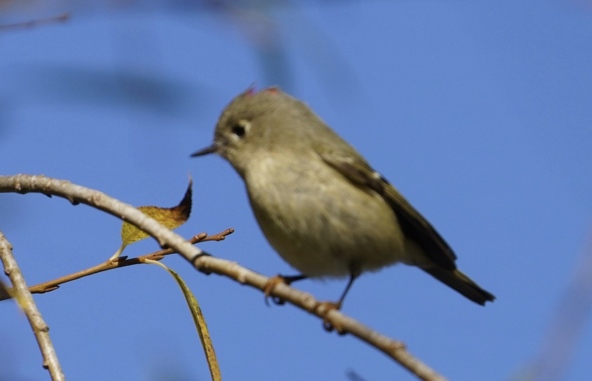 Ruby-crowned Kinglet - ML397885101