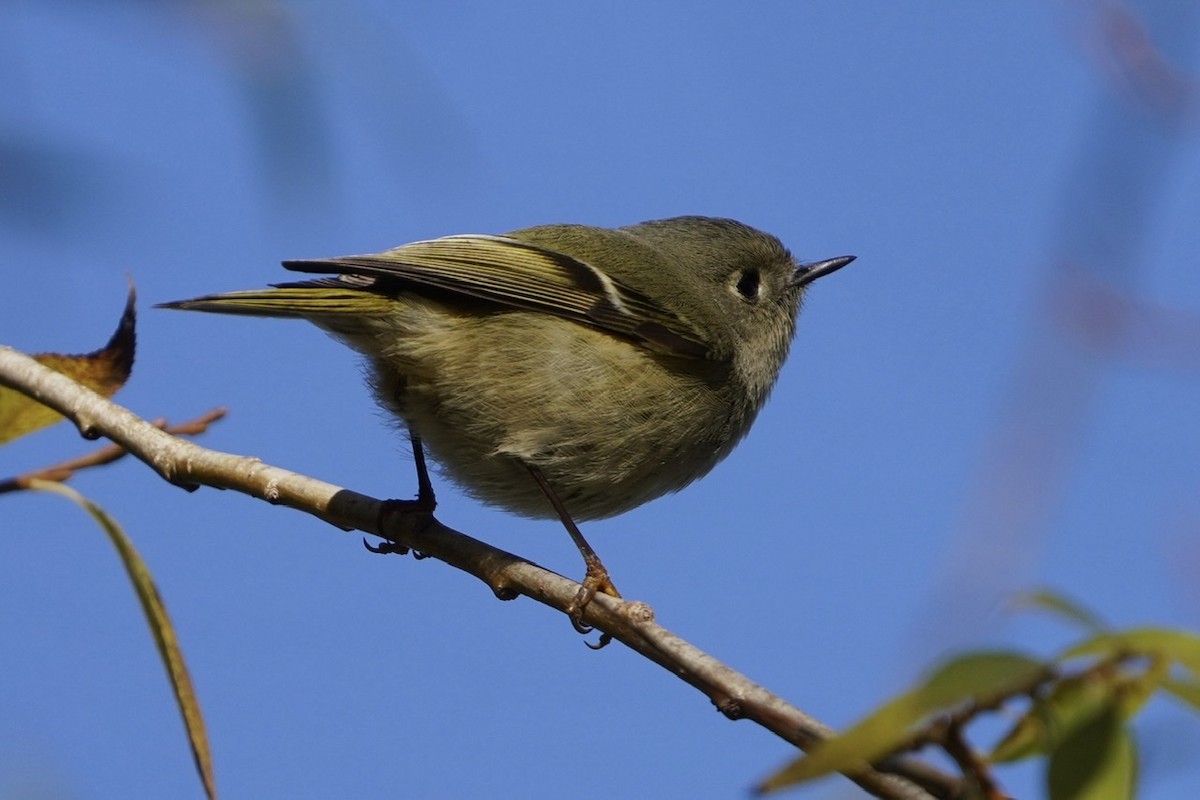 Ruby-crowned Kinglet - ML397885111