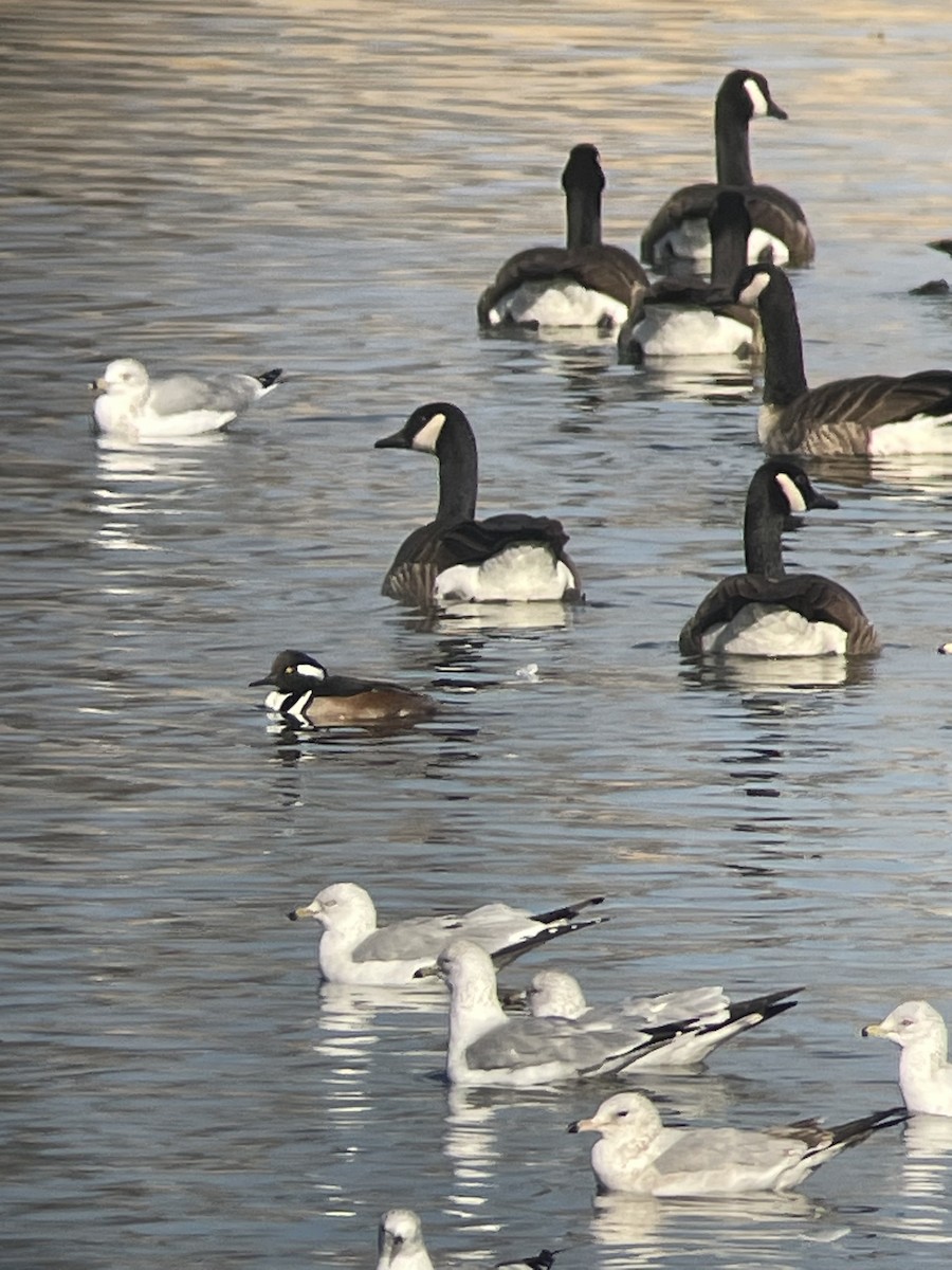 Hooded Merganser - ML397885541