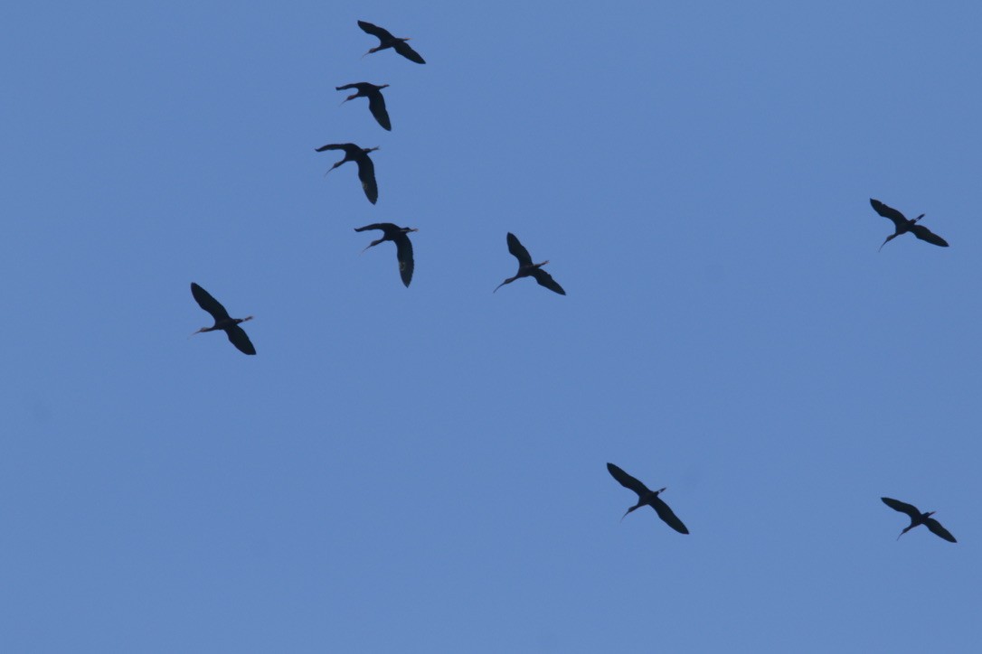 White-faced Ibis - ML397886471