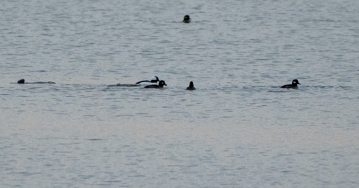 Bufflehead - ML397886691