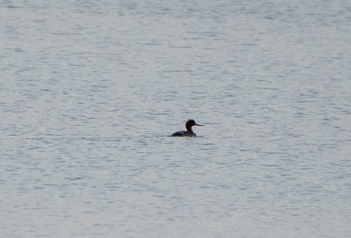 Red-breasted Merganser - ML397886781