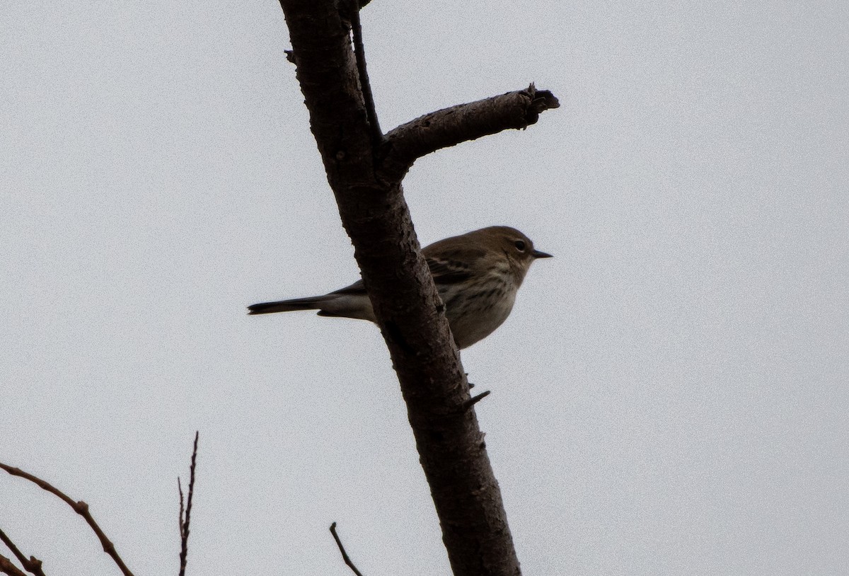 Yellow-rumped Warbler - ML397886811