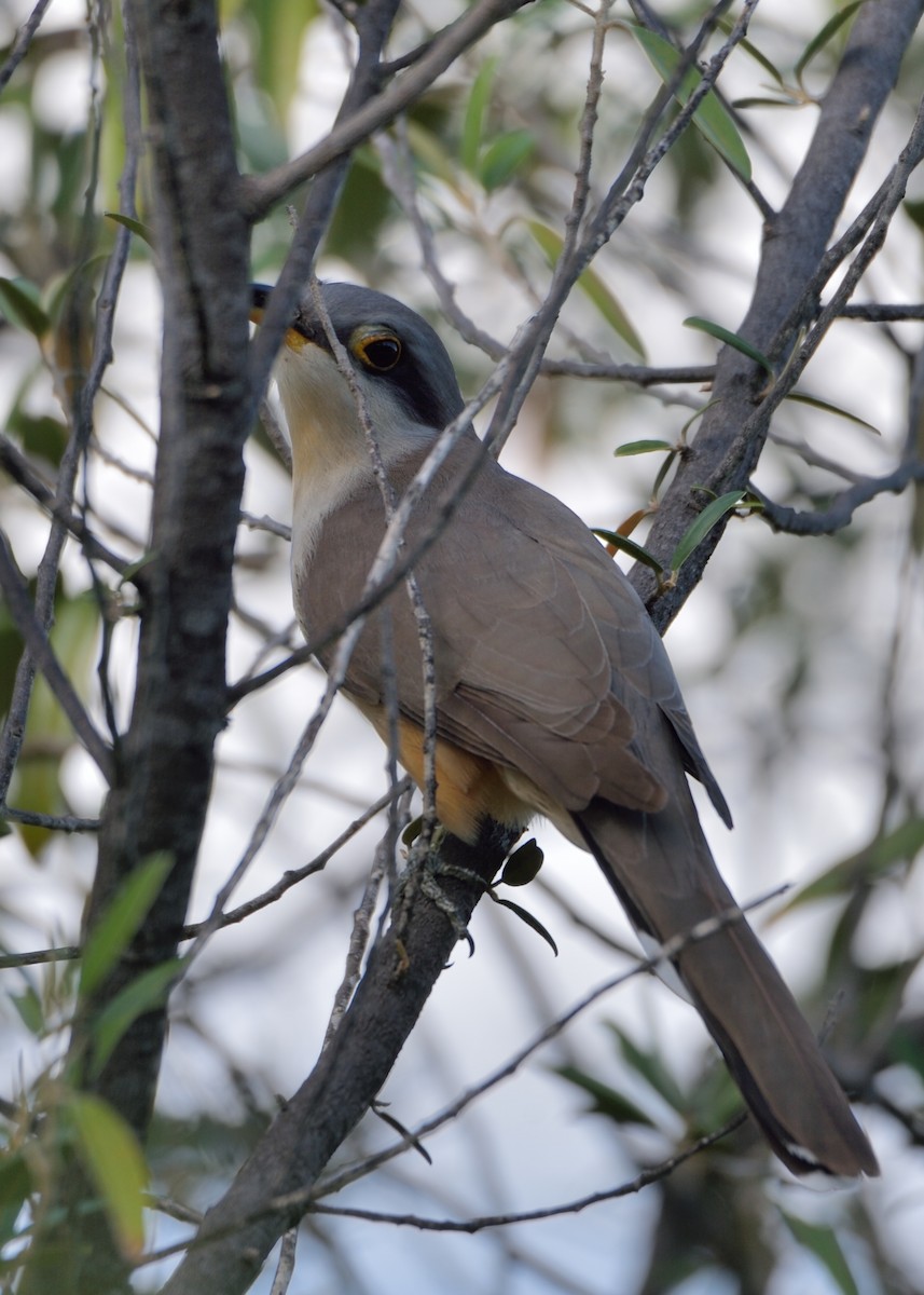 Mangrove Cuckoo - Michiel Oversteegen