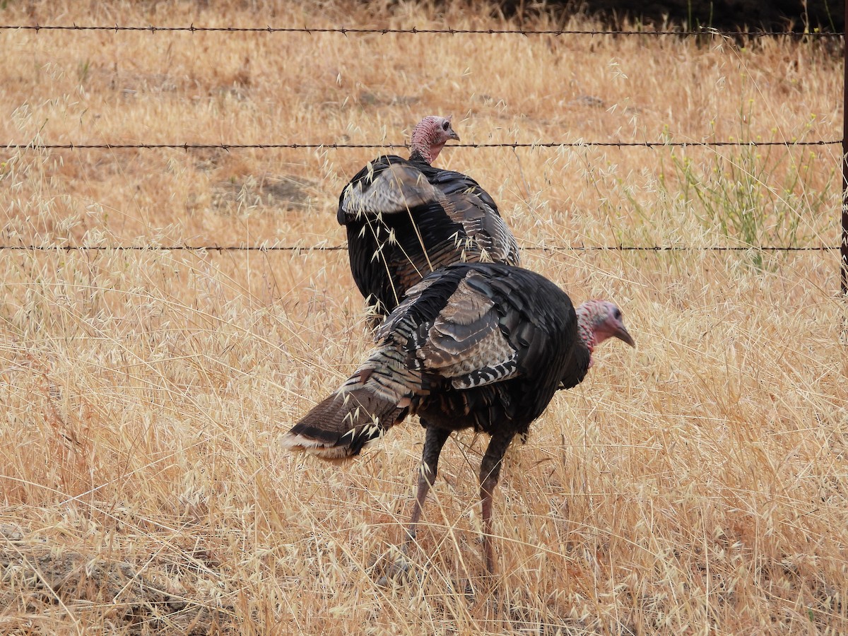 Wild Turkey - ML397888391