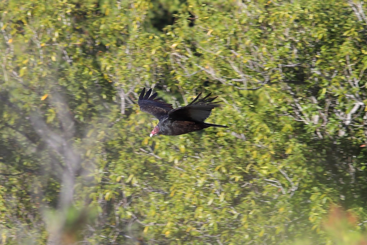 Turkey Vulture - R.J.  Adams