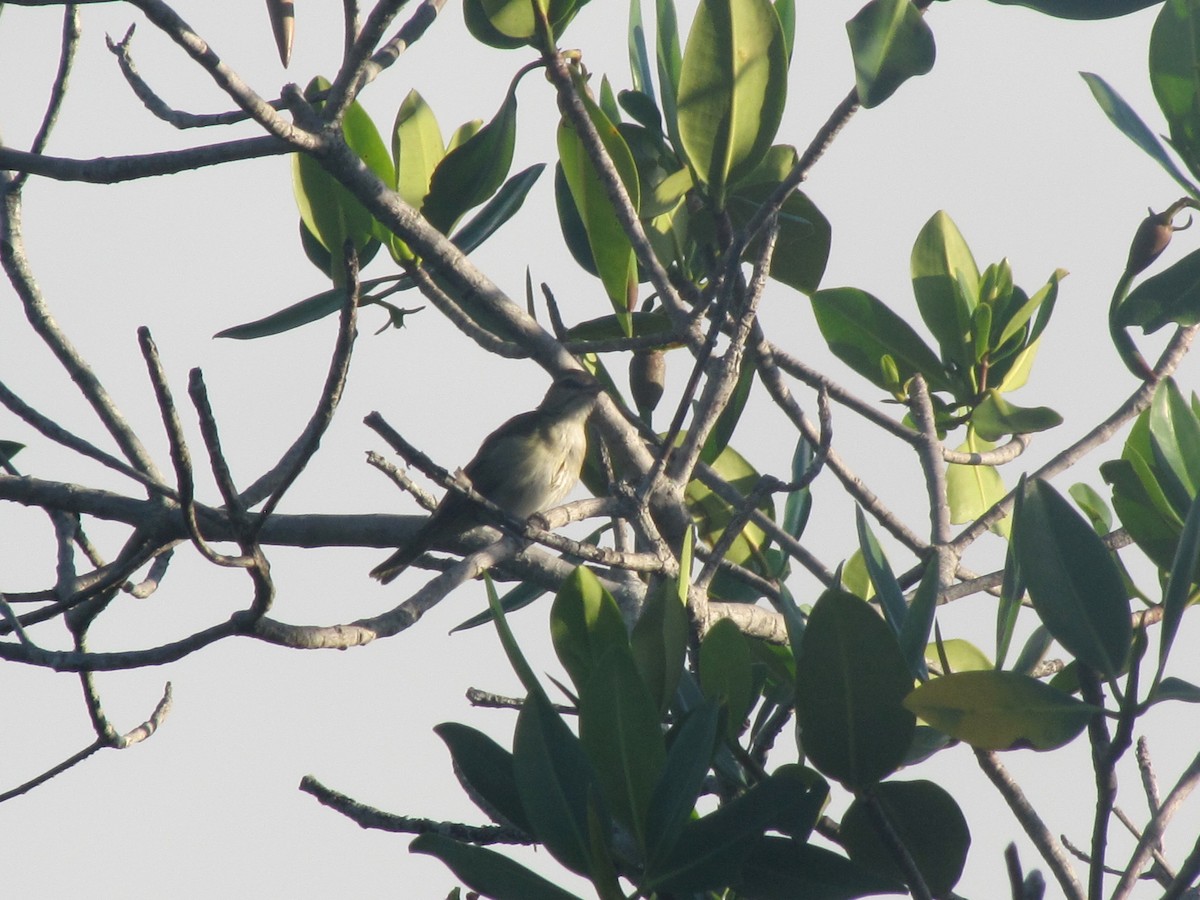 skjeggvireo - ML397889991