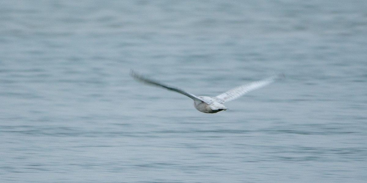 Snowy Owl - ML397890021