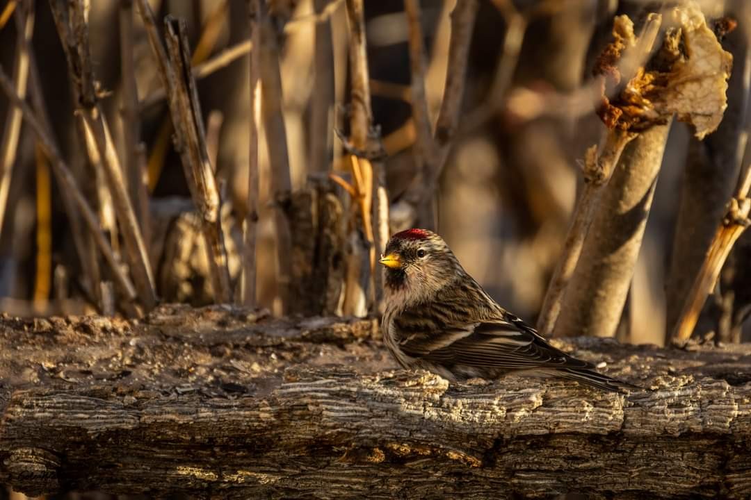 Common Redpoll - Cole Waltner