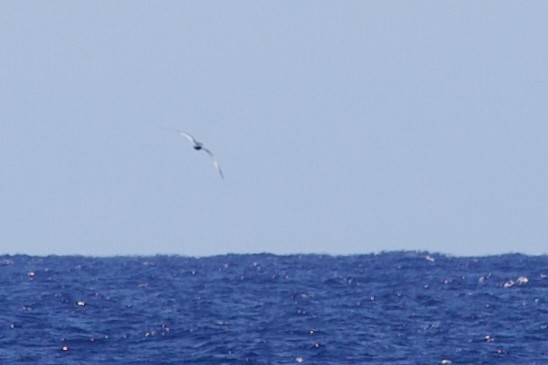 Mottled Petrel - ML397893901