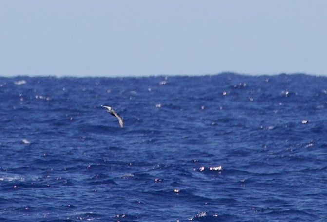 Mottled Petrel - ML397893911