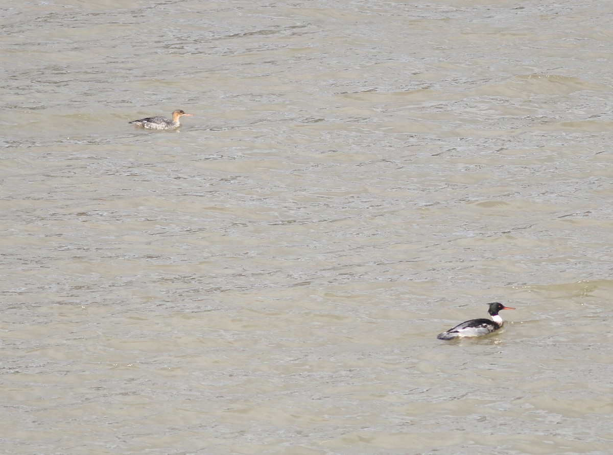 Red-breasted Merganser - ML397894121