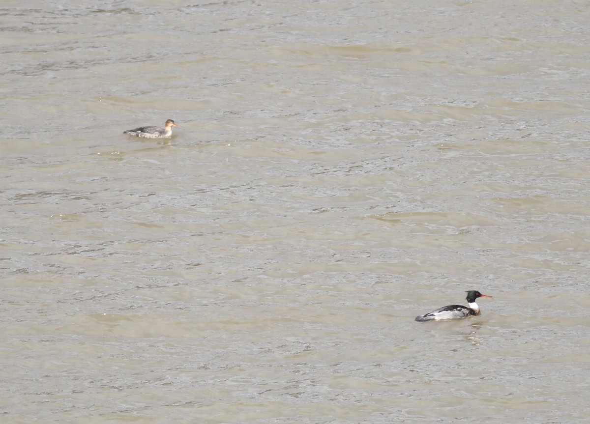 Red-breasted Merganser - ML397894131