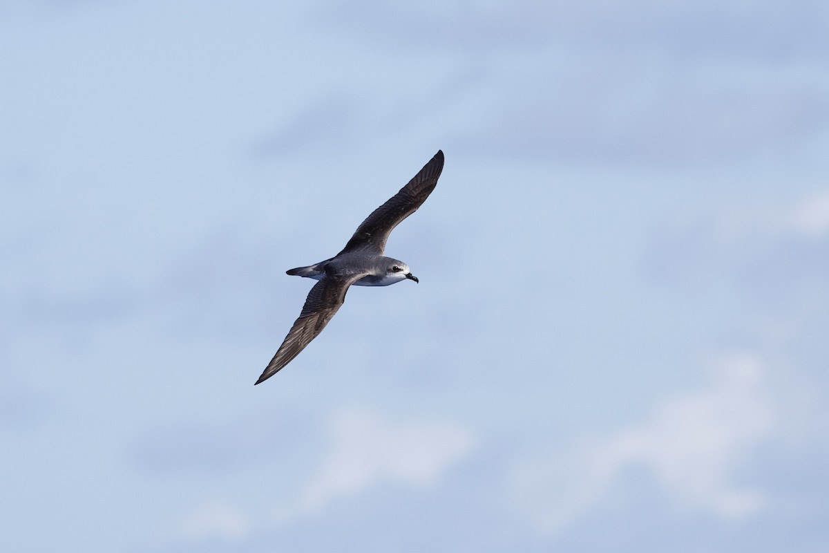 Cook's Petrel - Elliot Leach