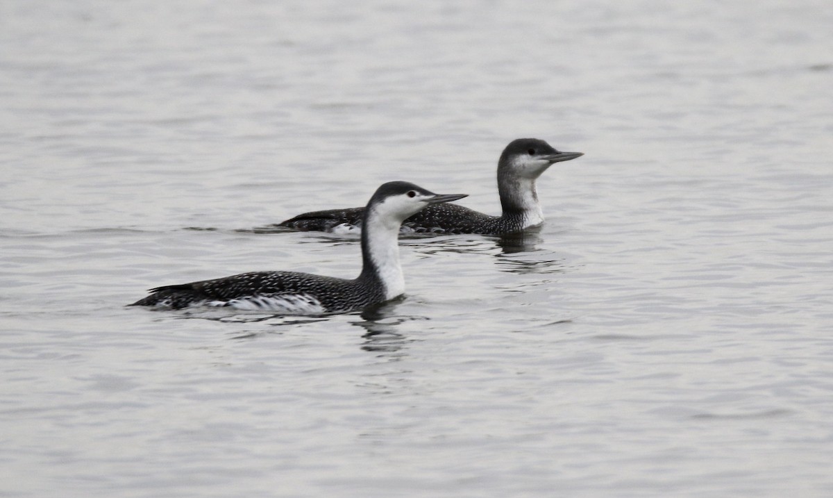 Red-throated Loon - ML397894491