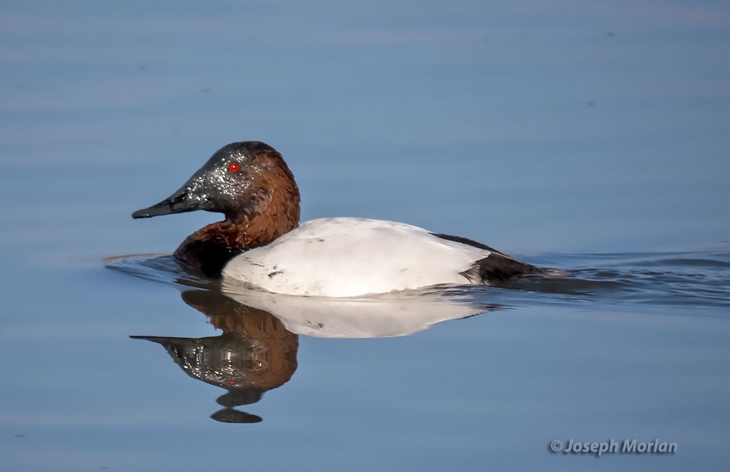 Canvasback - Joseph Morlan