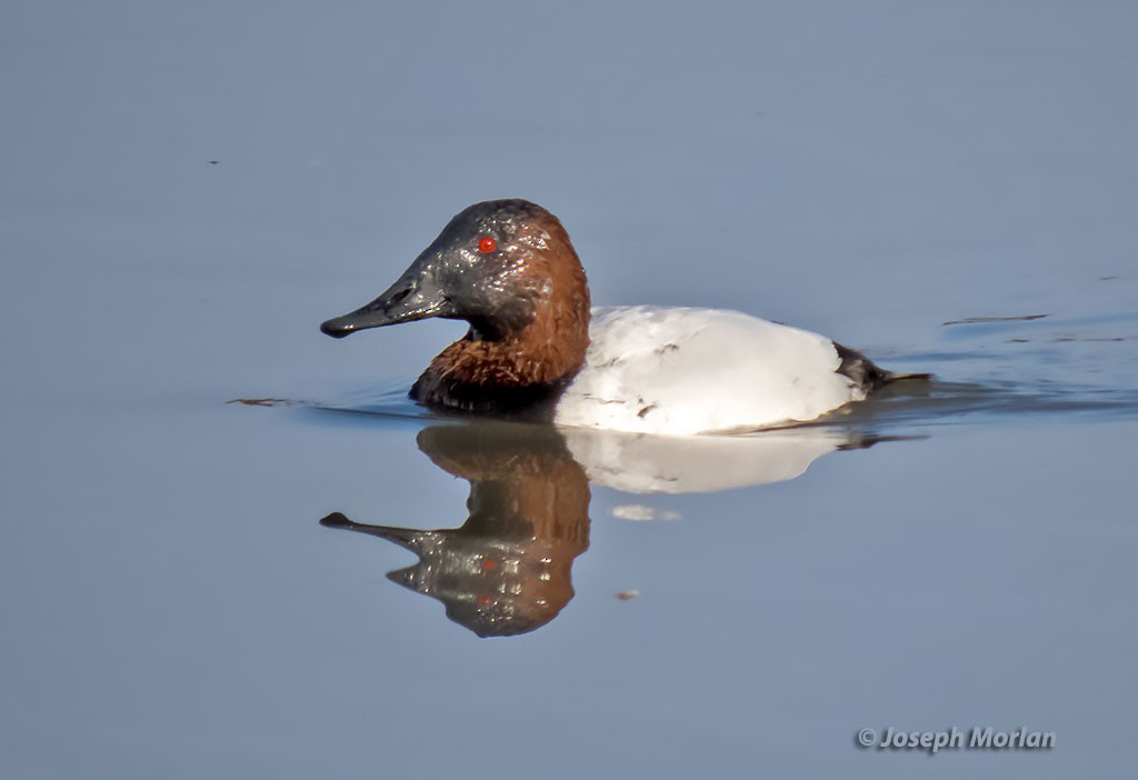 Canvasback - Joseph Morlan