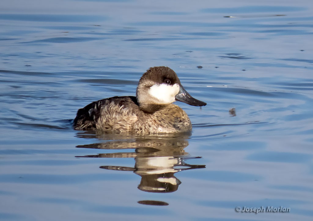 Ruddy Duck - Joseph Morlan