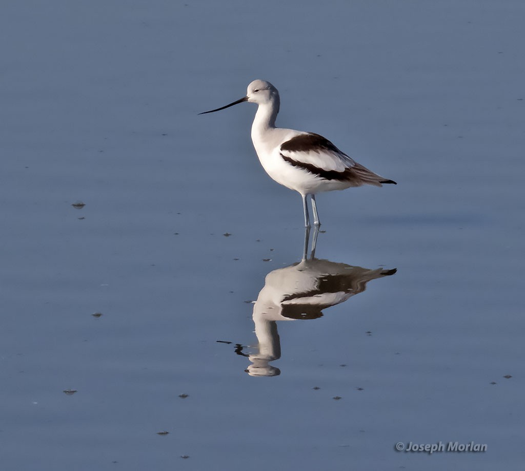 American Avocet - Joseph Morlan