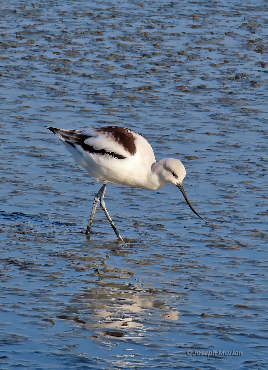 Avocette d'Amérique - ML397895291