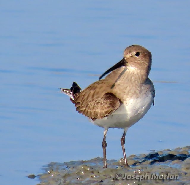 Bécasseau variable - ML397895431