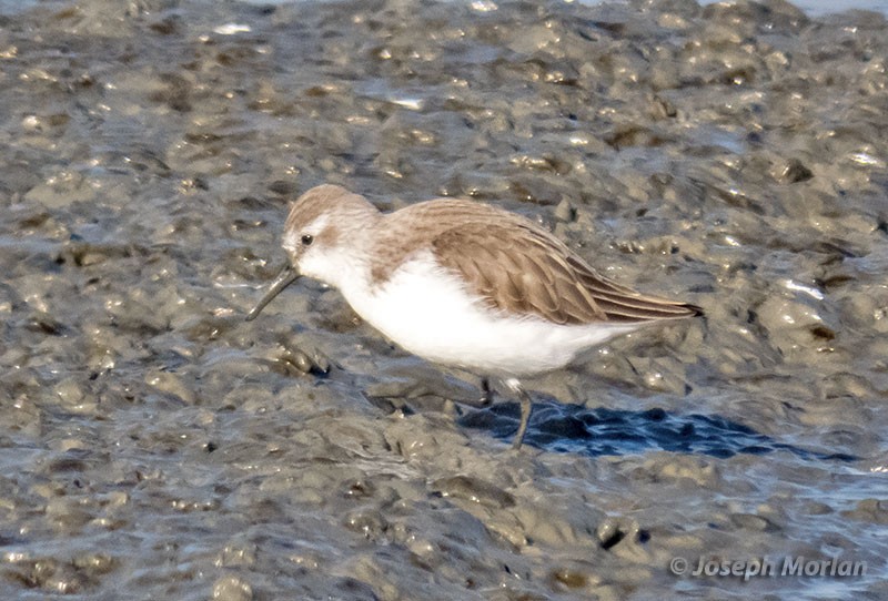 Western Sandpiper - ML397895541