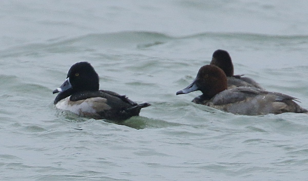 Ring-necked Duck - ML397895631