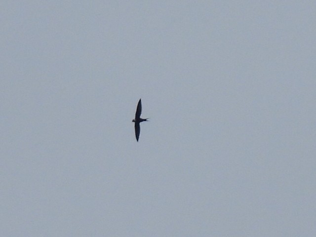 Lesser Swallow-tailed Swift - ML397895861