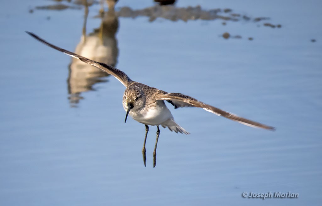 Curlew Sandpiper - ML397896131