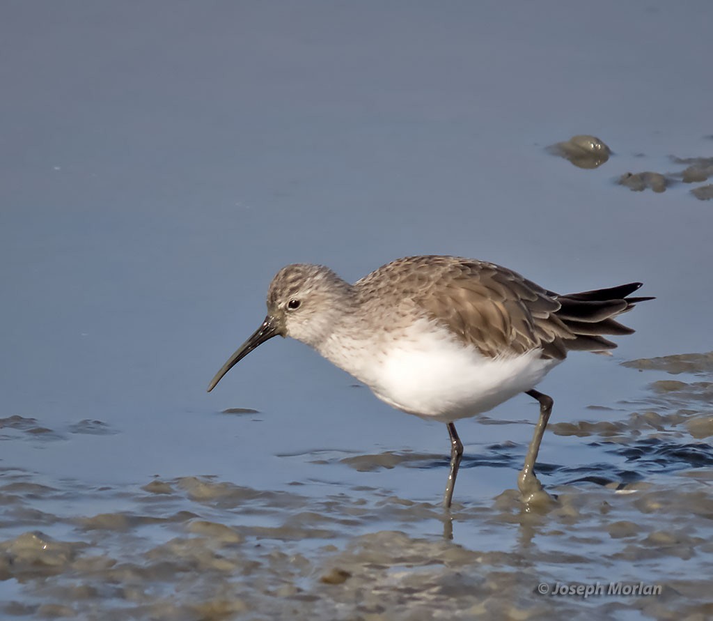 Curlew Sandpiper - ML397896251