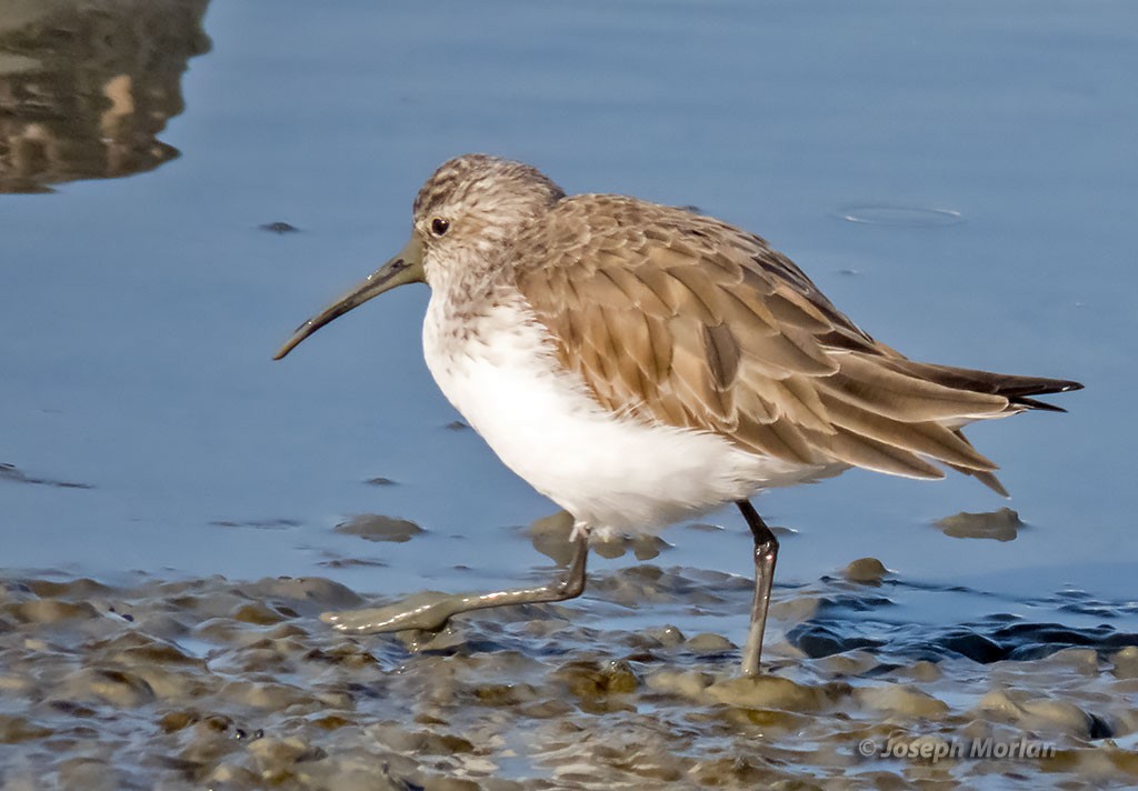 Curlew Sandpiper - ML397896381