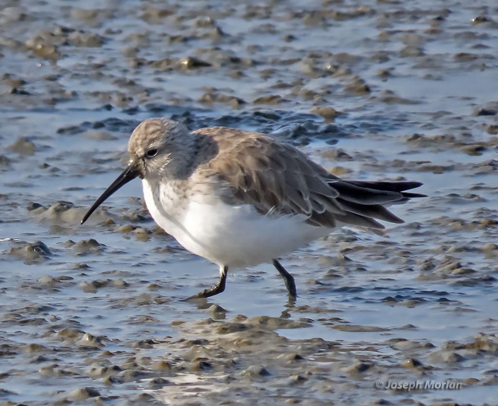 Curlew Sandpiper - ML397896521