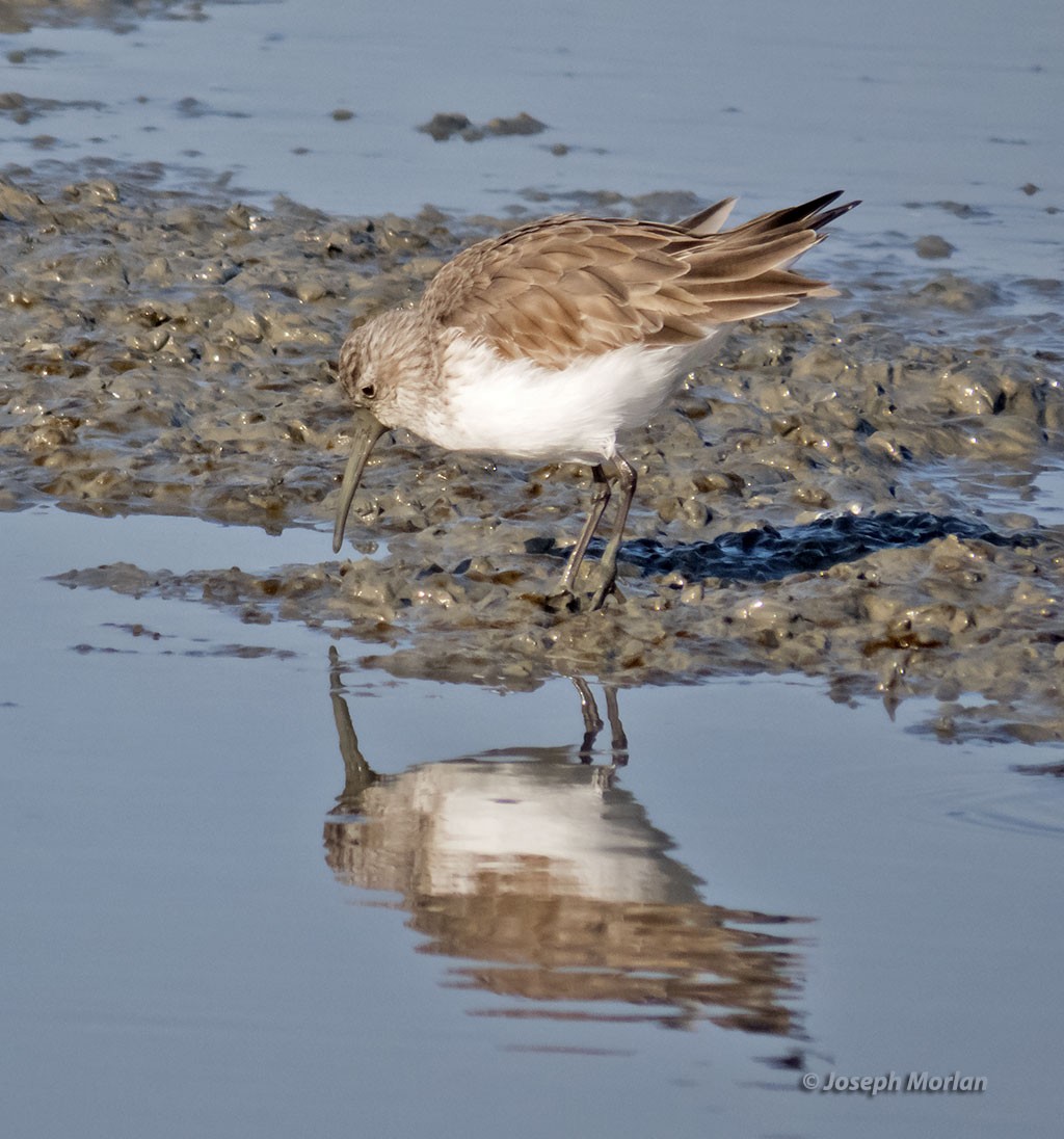 Curlew Sandpiper - ML397896591