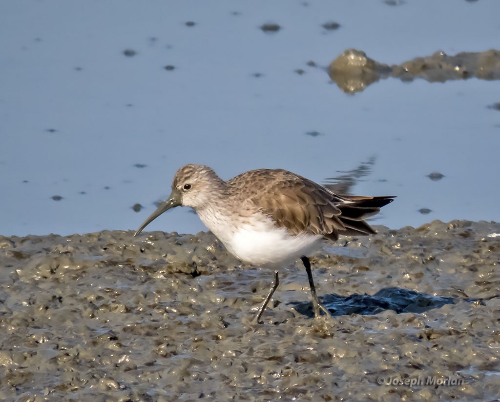 Curlew Sandpiper - ML397896741