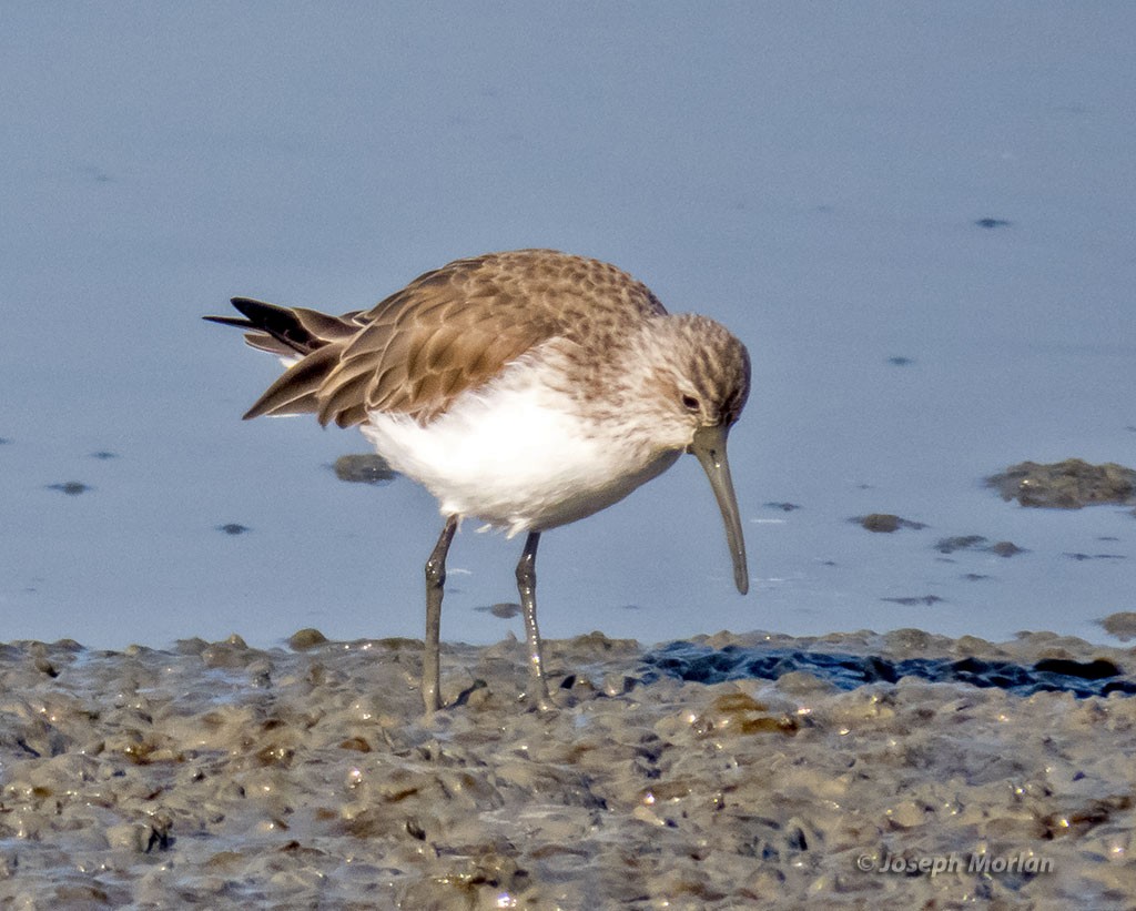 Curlew Sandpiper - ML397896821