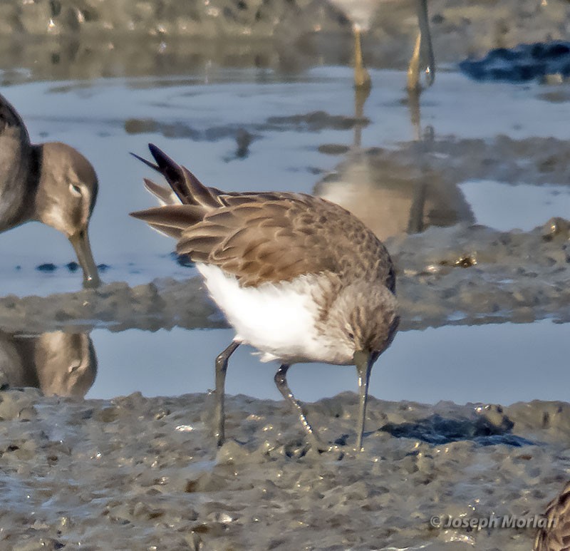 Curlew Sandpiper - ML397896871