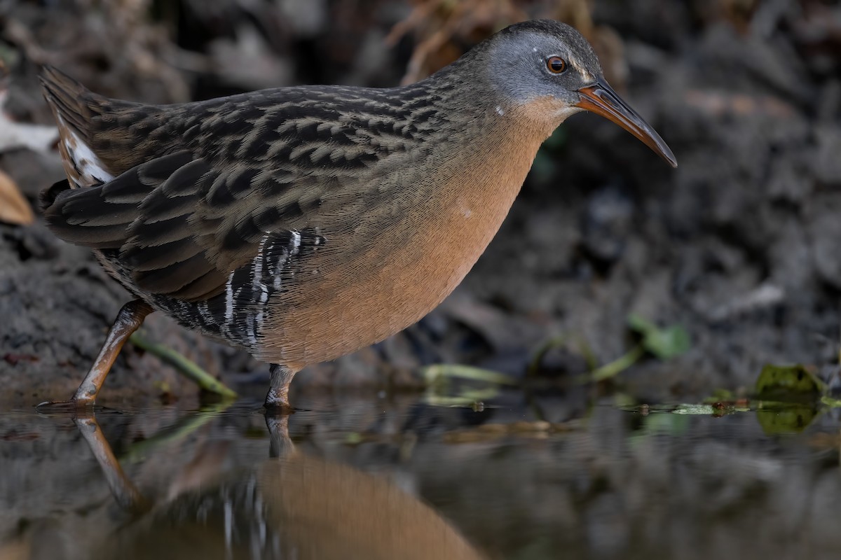 Virginia Rail - Matt Felperin