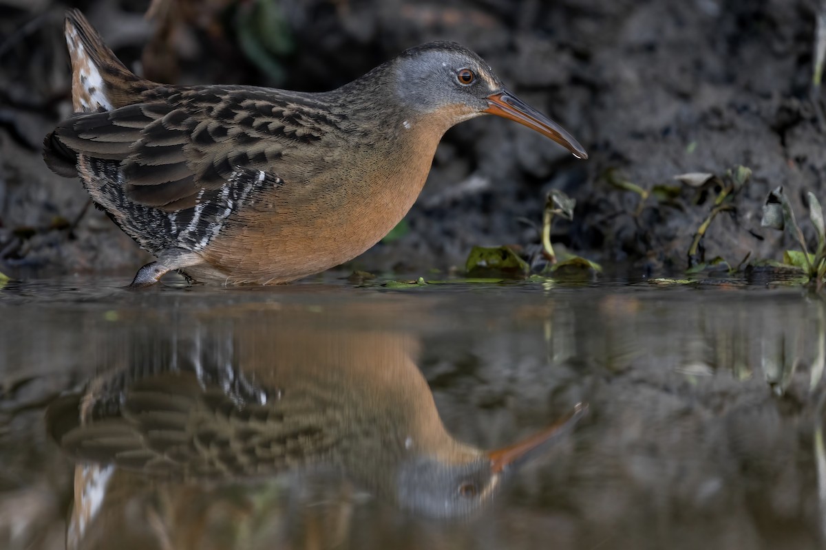 Virginia Rail - Matt Felperin