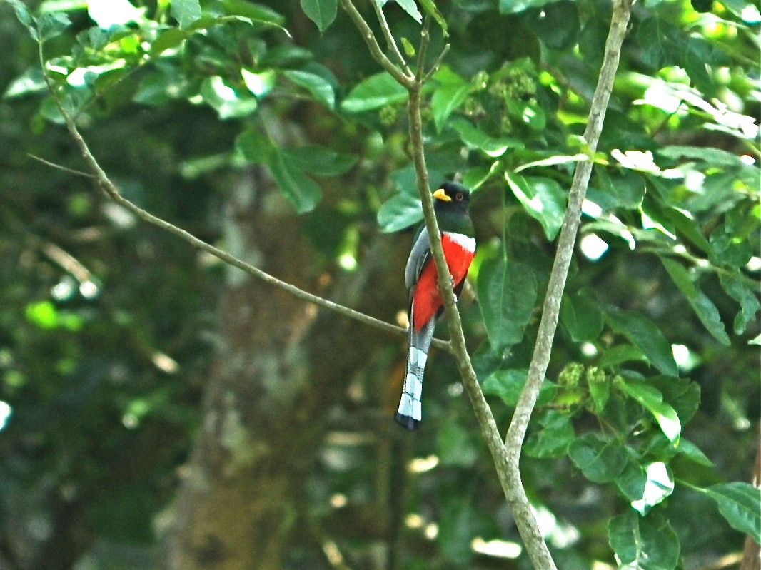 Elegant Trogon - ML39789911