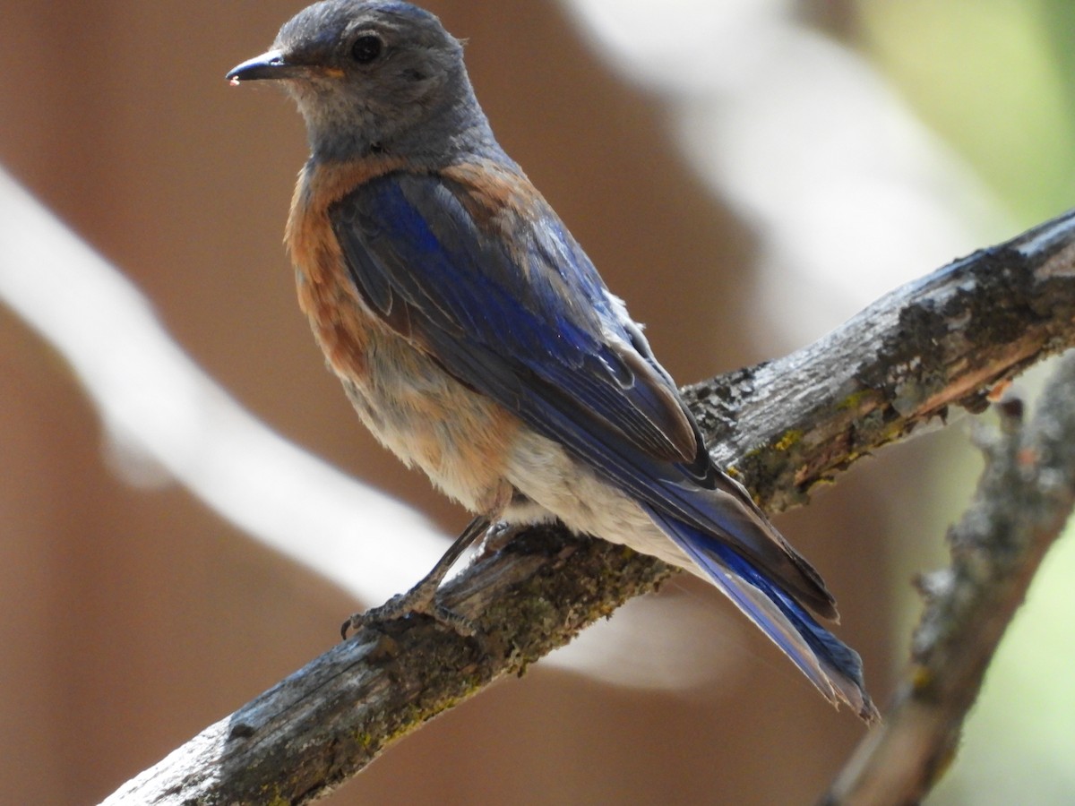 Western Bluebird - John Dunn