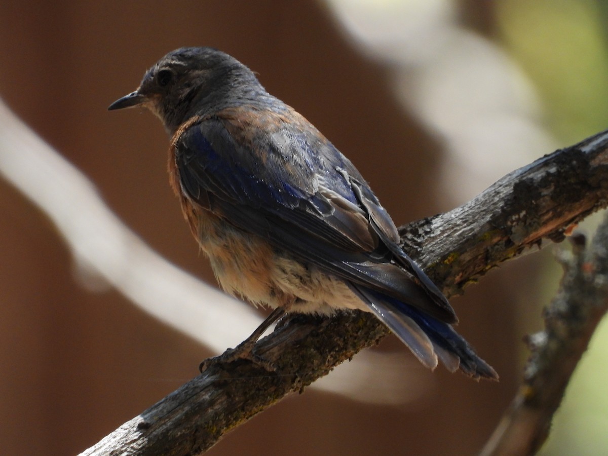 Western Bluebird - ML397900471