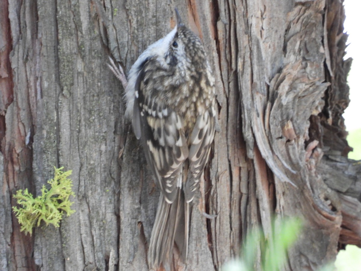 Brown Creeper - ML397900541