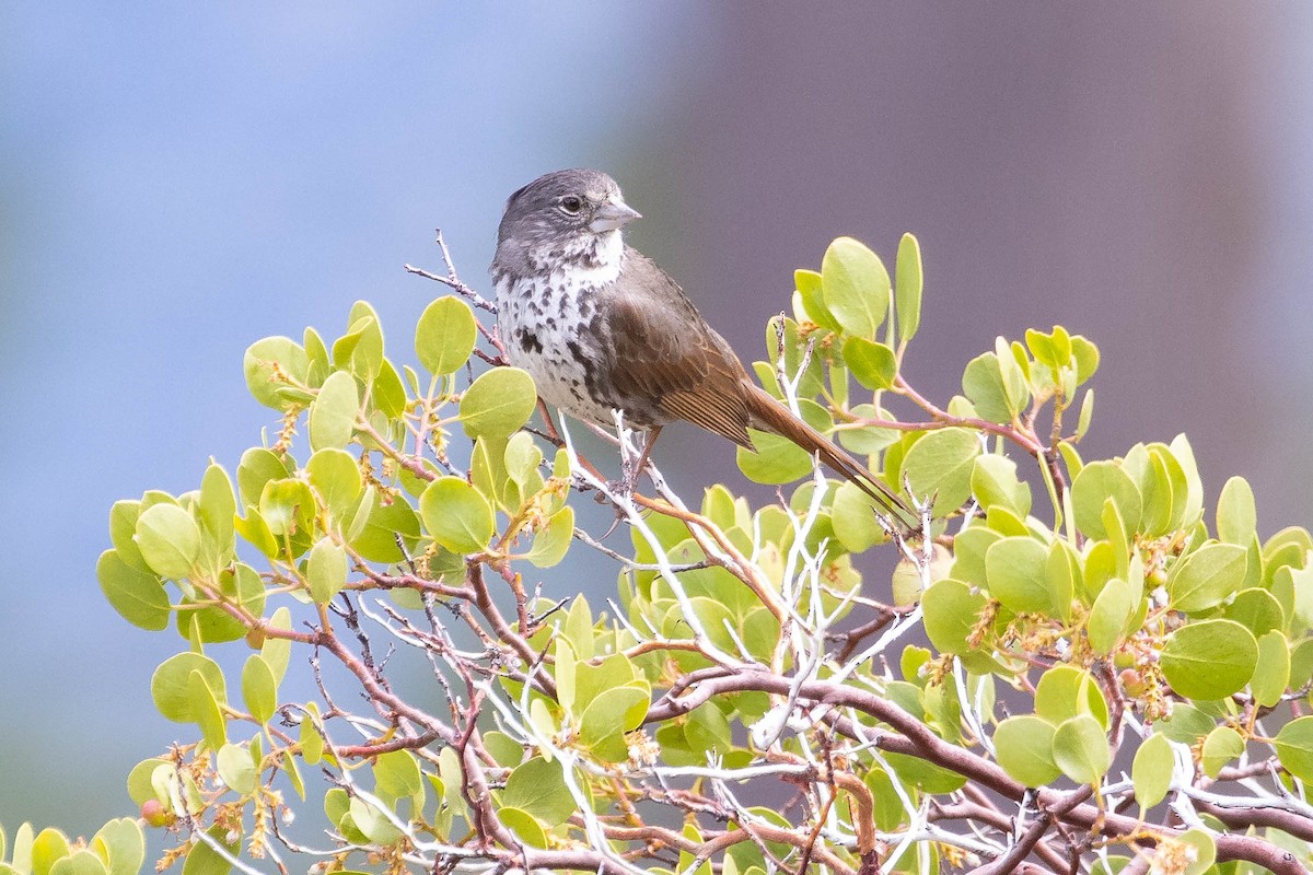 Fox Sparrow (Thick-billed) - ML397900971