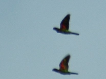 Yellow-streaked Lory - ML397901701