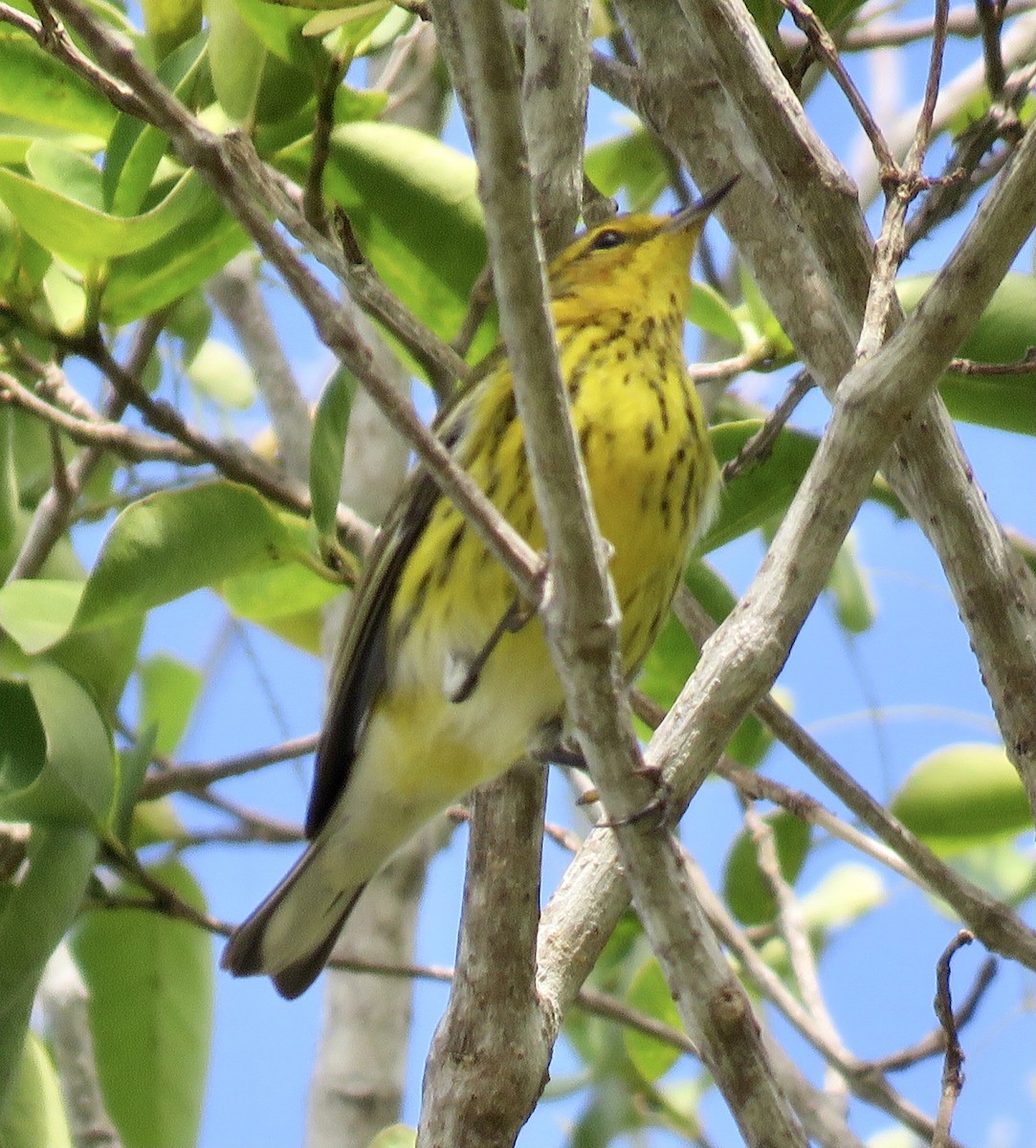 Cape May Warbler - Don Witter