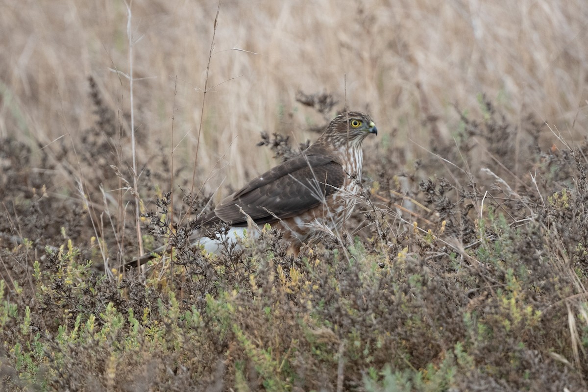 Sharp-shinned Hawk - ML397902921