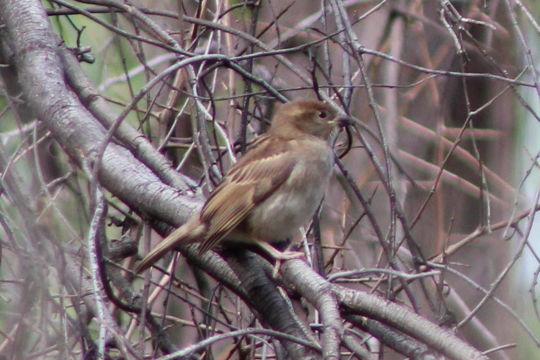 House Sparrow - ML397904011