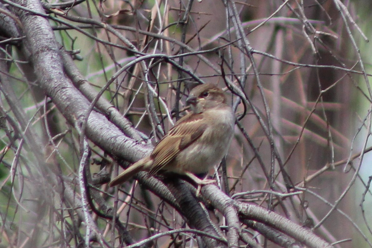 House Sparrow - ML397904021