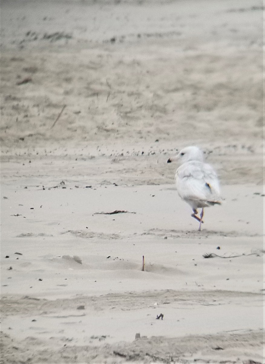 Glaucous-winged Gull - ML397904481