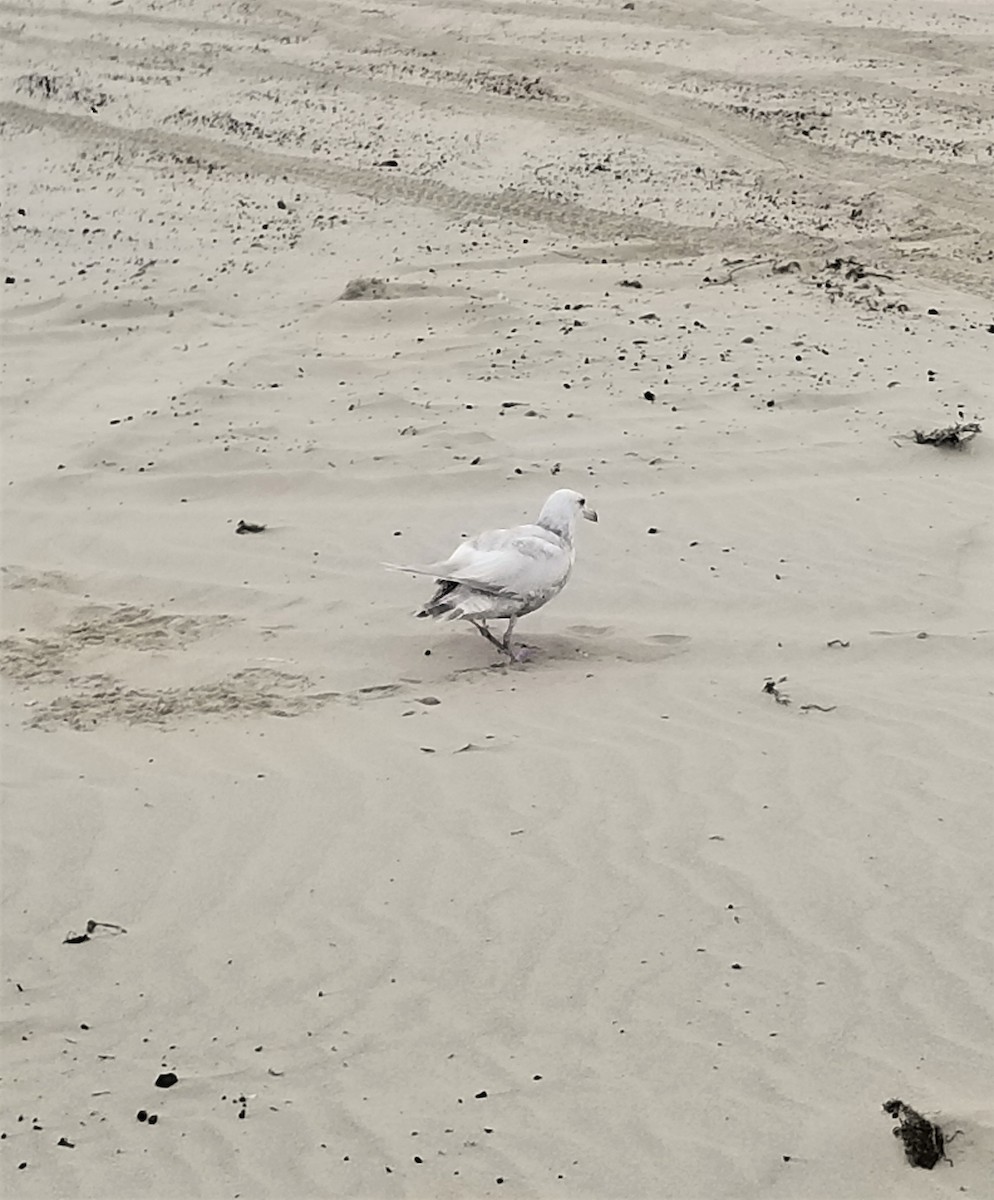Glaucous-winged Gull - ML397904501